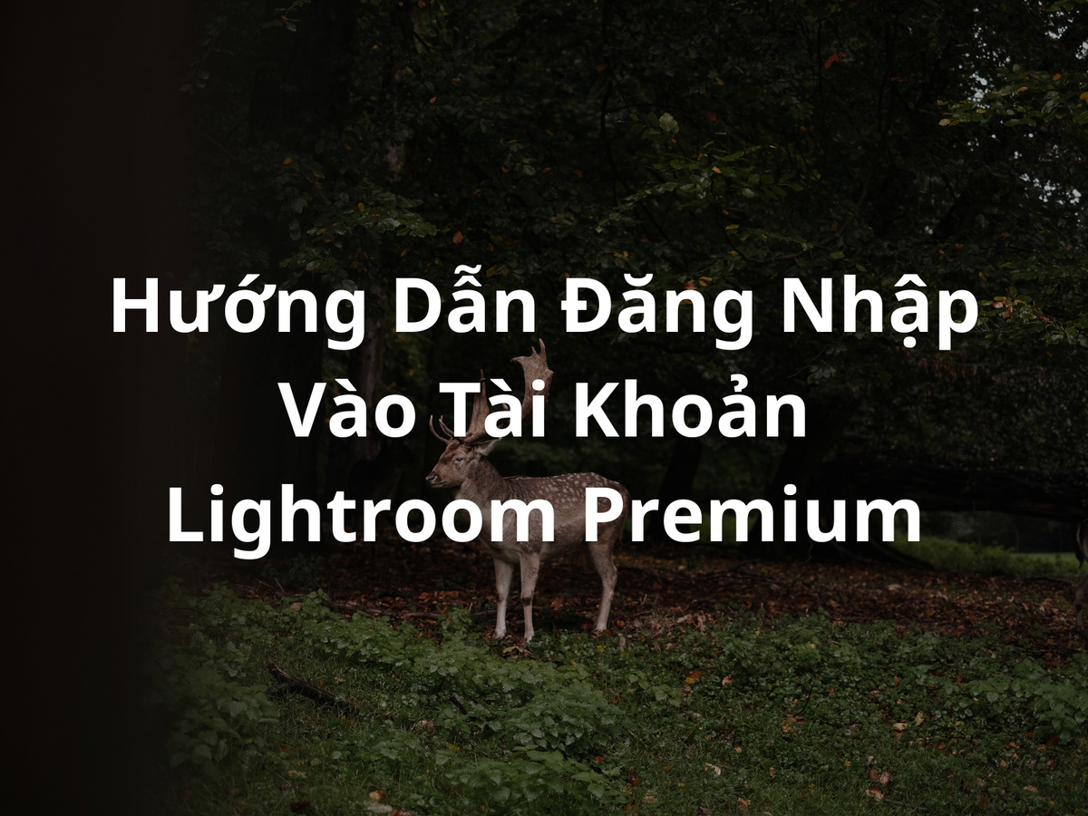 Hướng Dẫn Đăng Nhập Vào Tài Khoản Lightroom Premium